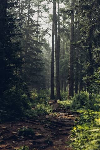 A calming forest trail surrounded by trees