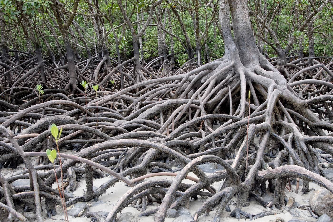 Hundreds of mangrove roots emerge from the ground and arc back into the ground