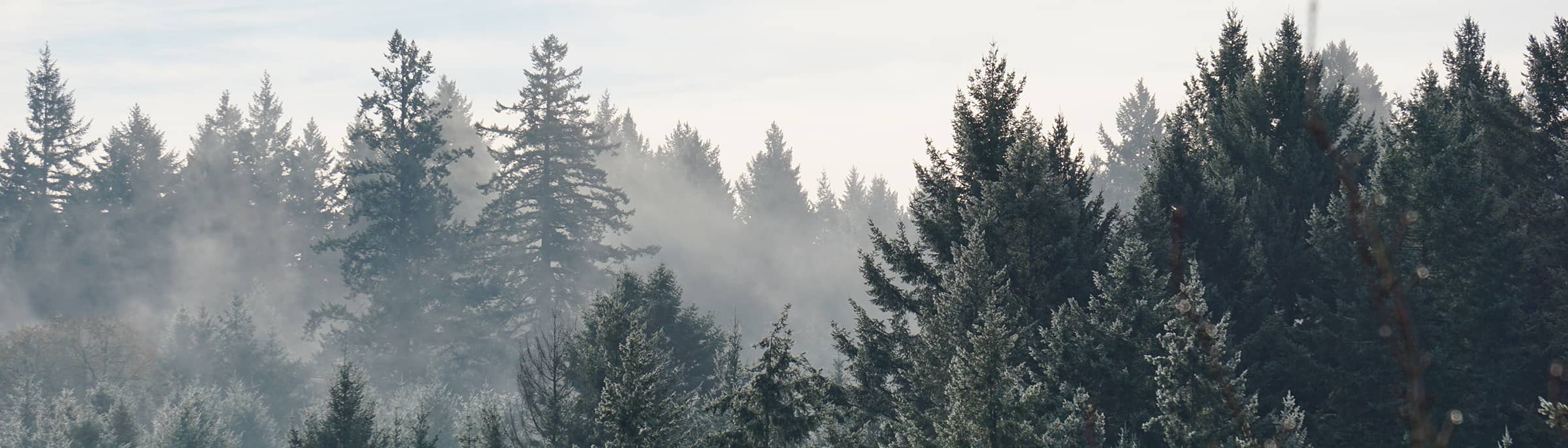 A misty forest, from a distance