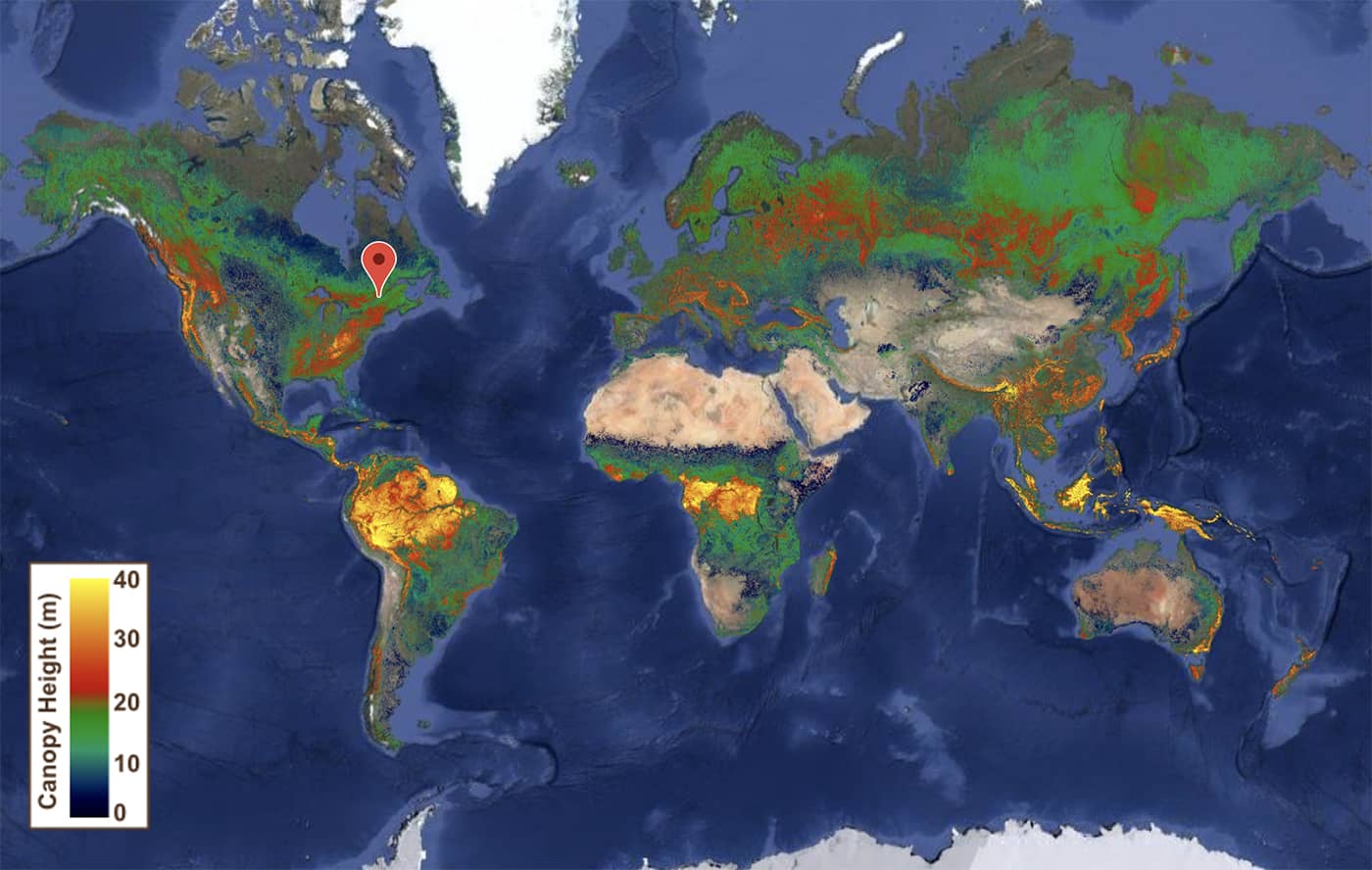 Global map of colored by vegetation height