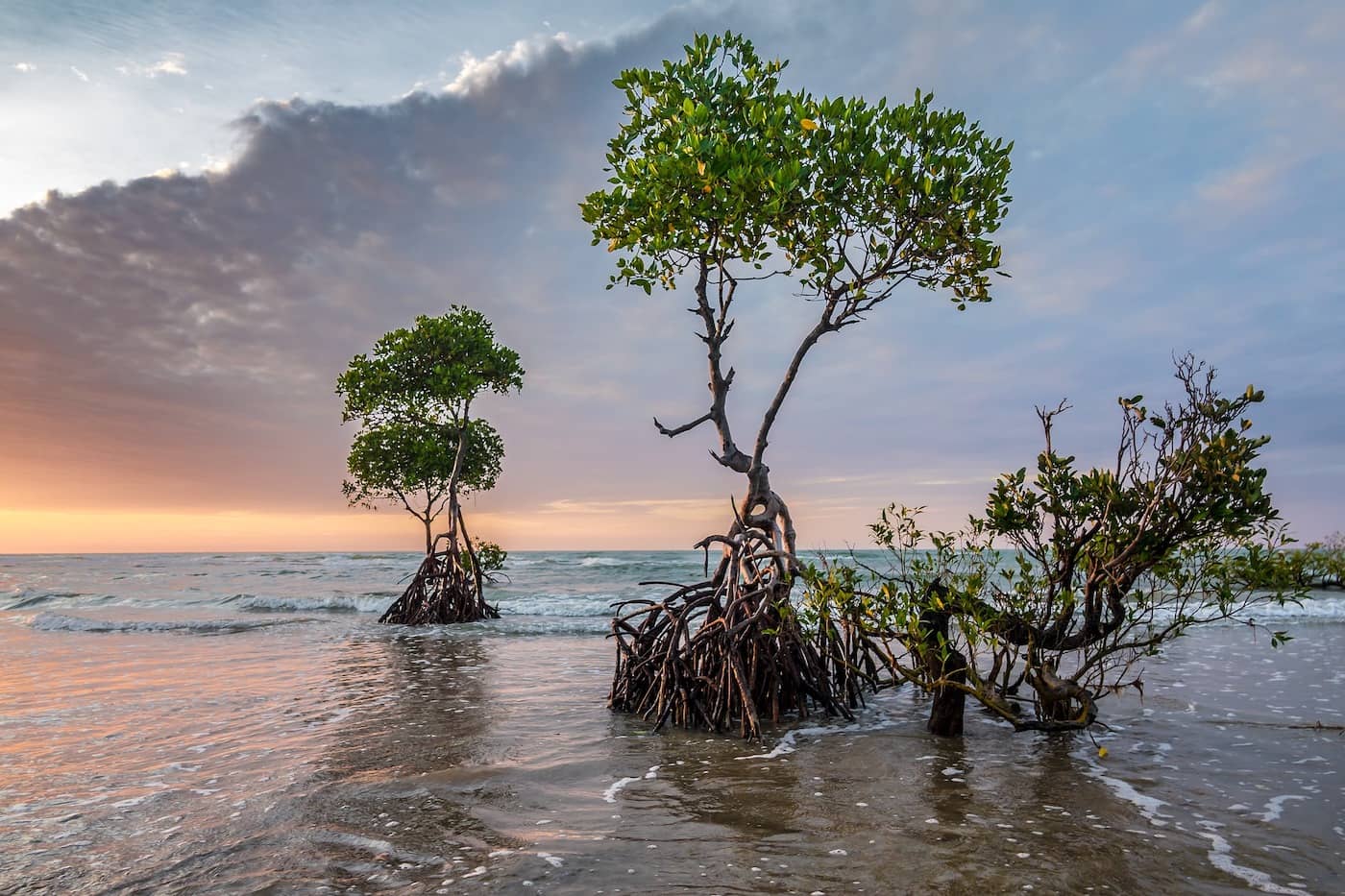 A couple mangroves jut out of the water during sunset