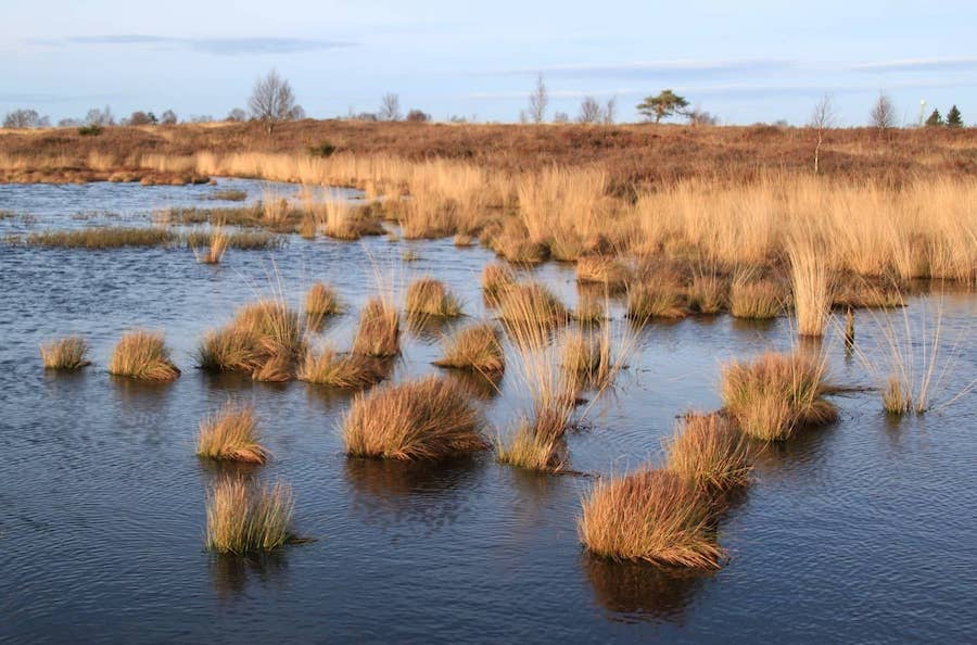 A marsh with clumps of brown grass sticking out of the water